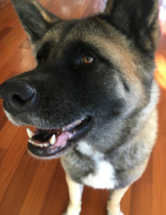 This bear resembling, friendly creature brings joy to all who reside in this house. Seven year old American Akita named Kuma happily smiles for the camera. She loves to go for car rides, walks in the park, and just chill with her family. Studies show that having a dog by your side can help relieve stress and provide good company. One study even discovered that being in contact or communicating with a dog can help lower blood pressure! How can you not resist such an adorable face? Photo by Kenneth Wong 2017.