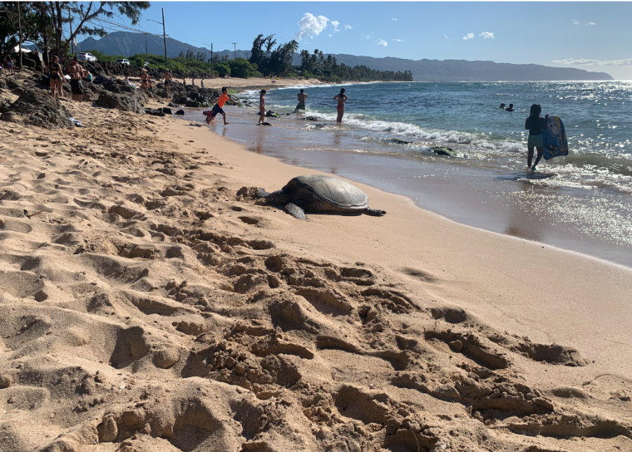 A green sea turtle resting on North Shore beach with other visitors. These turtles are the most common type of honu, and often rest on beach shores to conserve energy and increase their body temperature. Green sea turtles were considered critically endangered at one point as a result of factors such as coastal development, pollution runoff, and ocean plastic (which still are very big problems for marine life). While the green sea turtle population has seen improvement, the hawksbill turtle population is one of the species in Hawai’i that remains endangered.