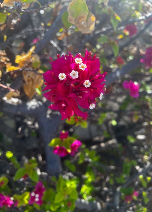 A magenta and white Pukanawila blooms in the wild. This plant is also known as Bougainvillea, according to Instant Hawaii, and was brought over to the islands by missionaries in the early 1800s. Pukanawila was initially discovered in Brazil, and its colors can range from purple, white, orange, red, and yellow. 