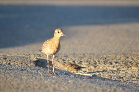 A pacific golden plover (Pluvialis fulva) and a house sparrow. Though many of Kalani’s birds are socially well adapted, the plover is one exception. Called kōlea in Hawaiian, aptly meaning “one who takes and leaves,” it is largely solitary in nature. In this rare instance, the plover relents to share a piece of bread with the sparrow, though not before several failed attempts to scare the latter away. 