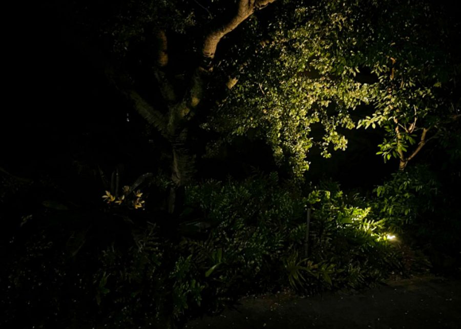 A light shines in the hole of the bush. The house behind the bush was dark and quiet as if it was abandoned. 