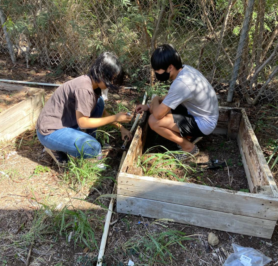 Ayaka Yoshii (10) and Ronny Bui (10) are installing drip irrigation for a row of planter boxes. The Year 1 students will get to plant their own boxes. 